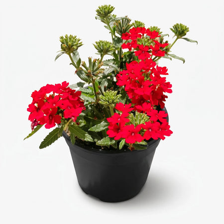 A vibrant Verbena Vepita Dark Red potted plant showcasing clusters of bright red flowers and lush green foliage, ready for
