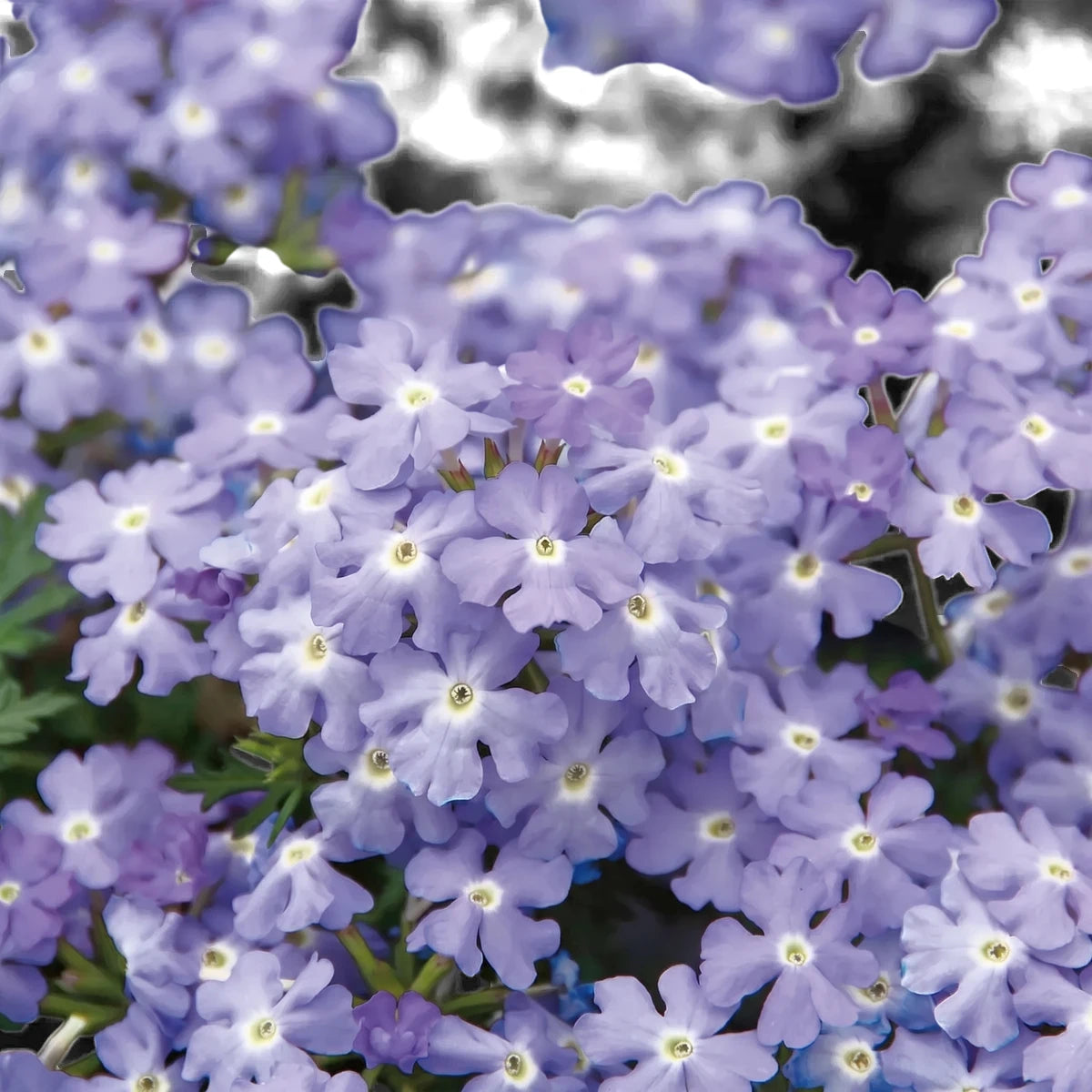 Close-up of vibrant Verbena Vepita Sky Blue flowers, showcasing their delicate light purple petals and green foliage.