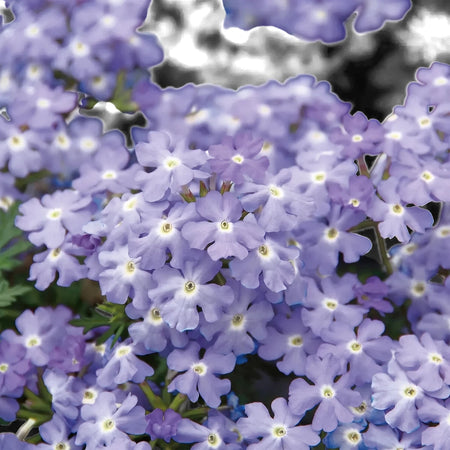Close-up of vibrant Verbena Vepita Sky Blue flowers, showcasing their delicate light purple petals and green foliage.