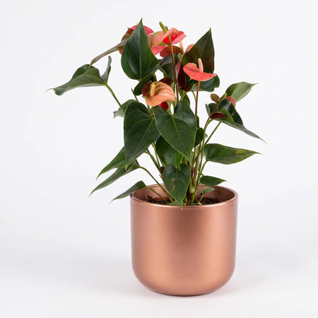 Vibrant Anthurium plant with pink and red flowers and green leaves, displayed in a shiny copper pot.