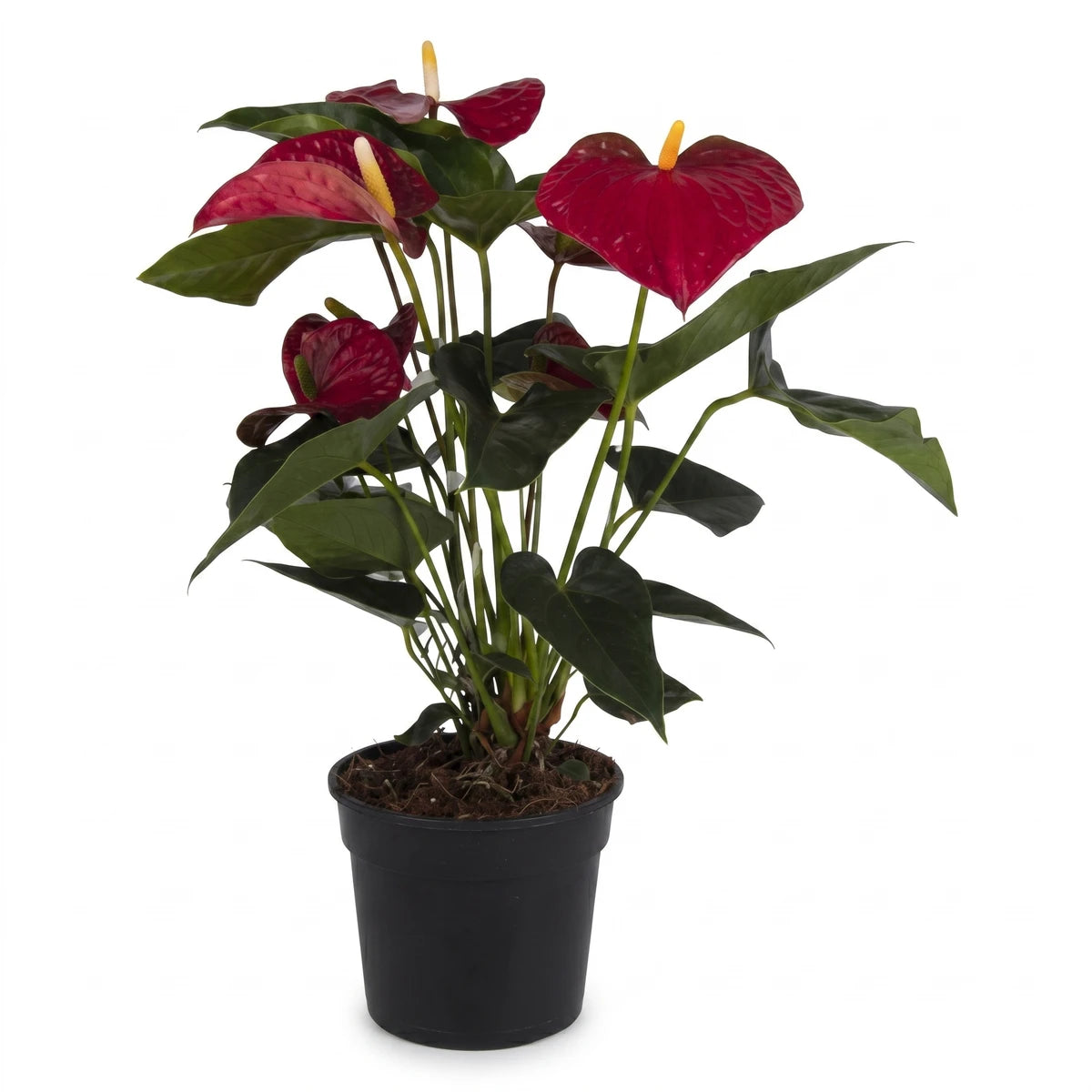Vibrant red Anthurium plant with glossy dark green leaves, showcased in a sleek black pot, viewed from the front.