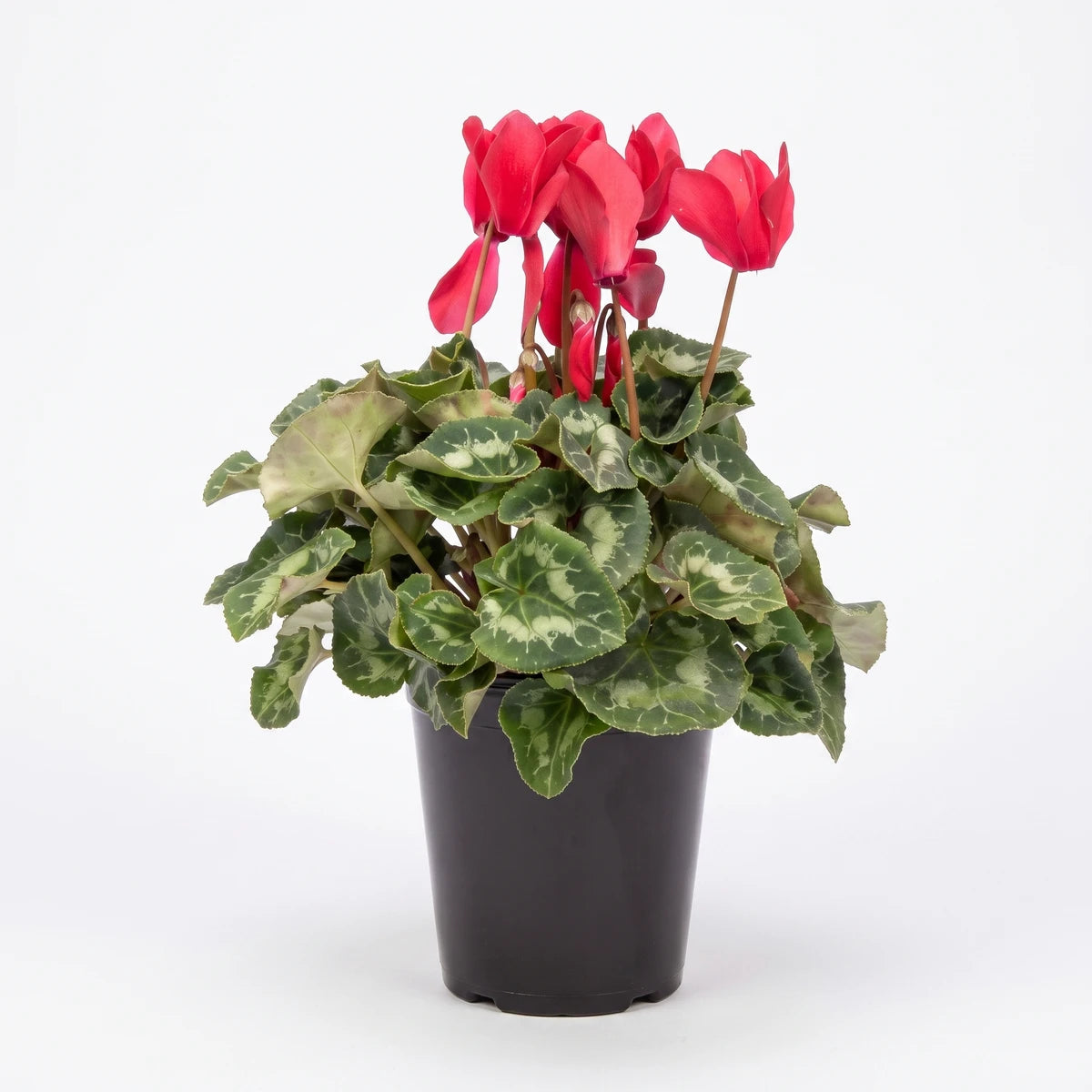 A vibrant red cyclamen plant with lush green variegated leaves, showcased in a sleek black pot.