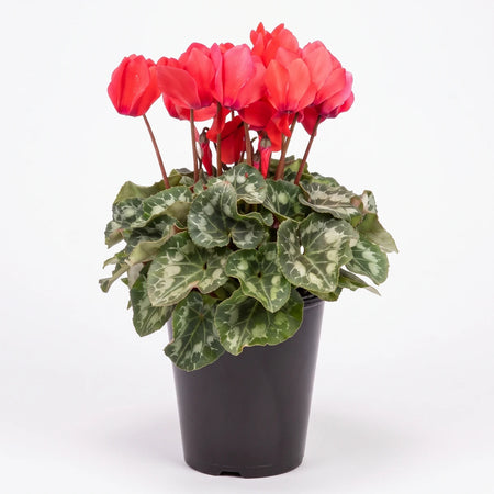 Vibrant red cyclamen plant with variegated green leaves, potted in a sleek black high back pot cover.