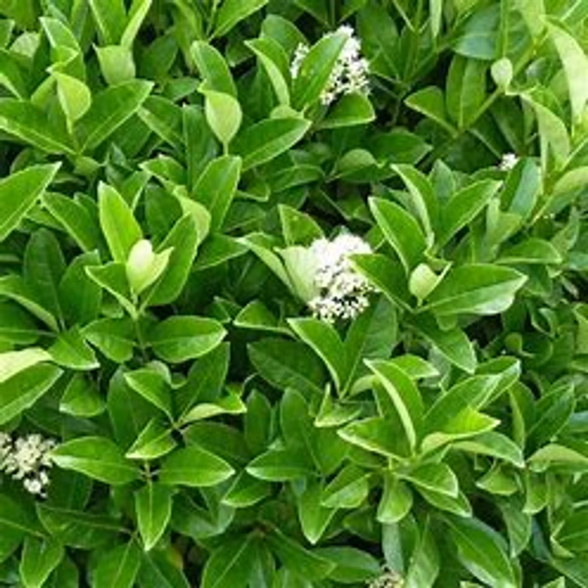 Close-up of a vibrant Viburnum plant showcasing its dense, glossy green foliage and delicate clusters of small white flowers.