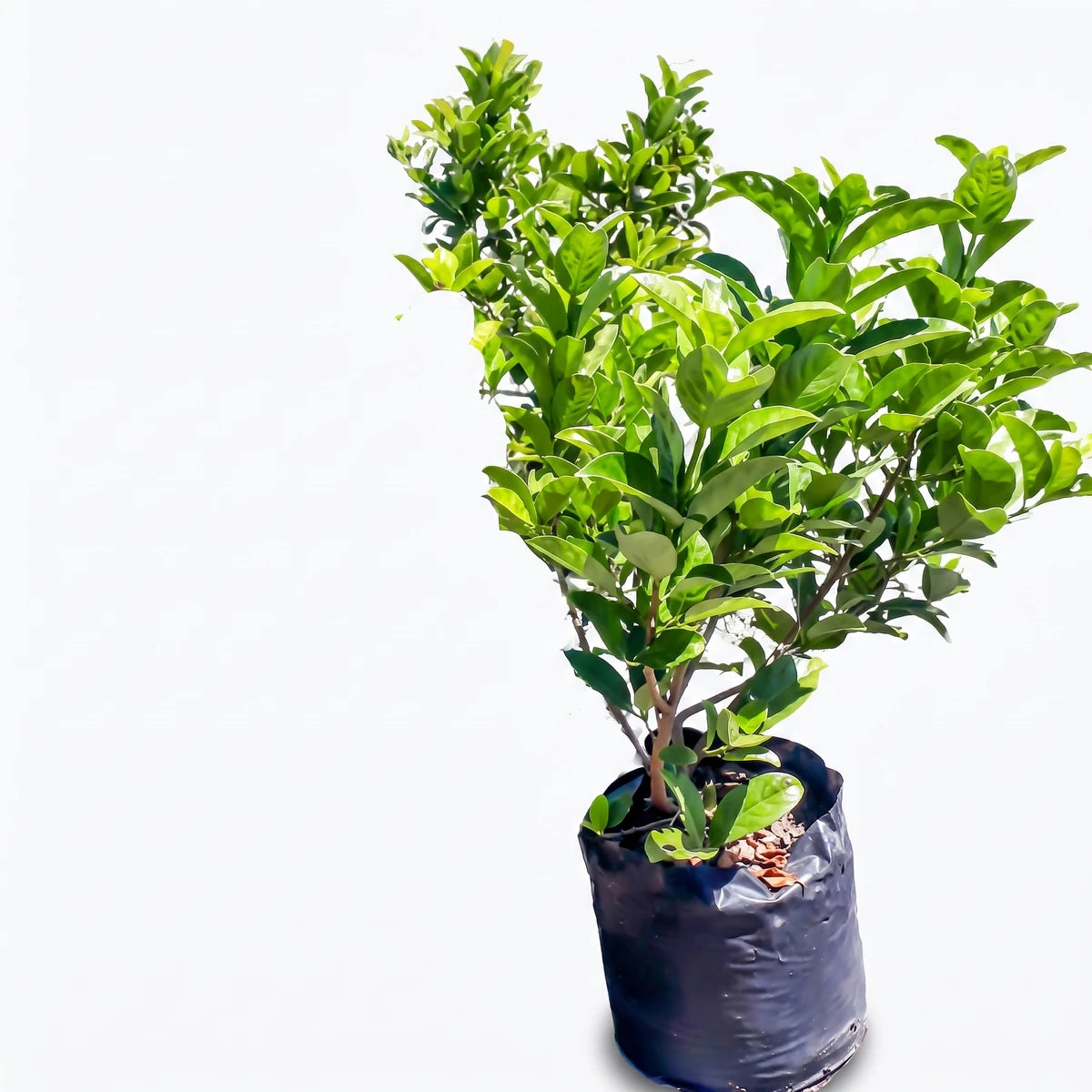 Viburnum Sinensis plant in a black nursery pot, displaying lush green foliage and slender branches.