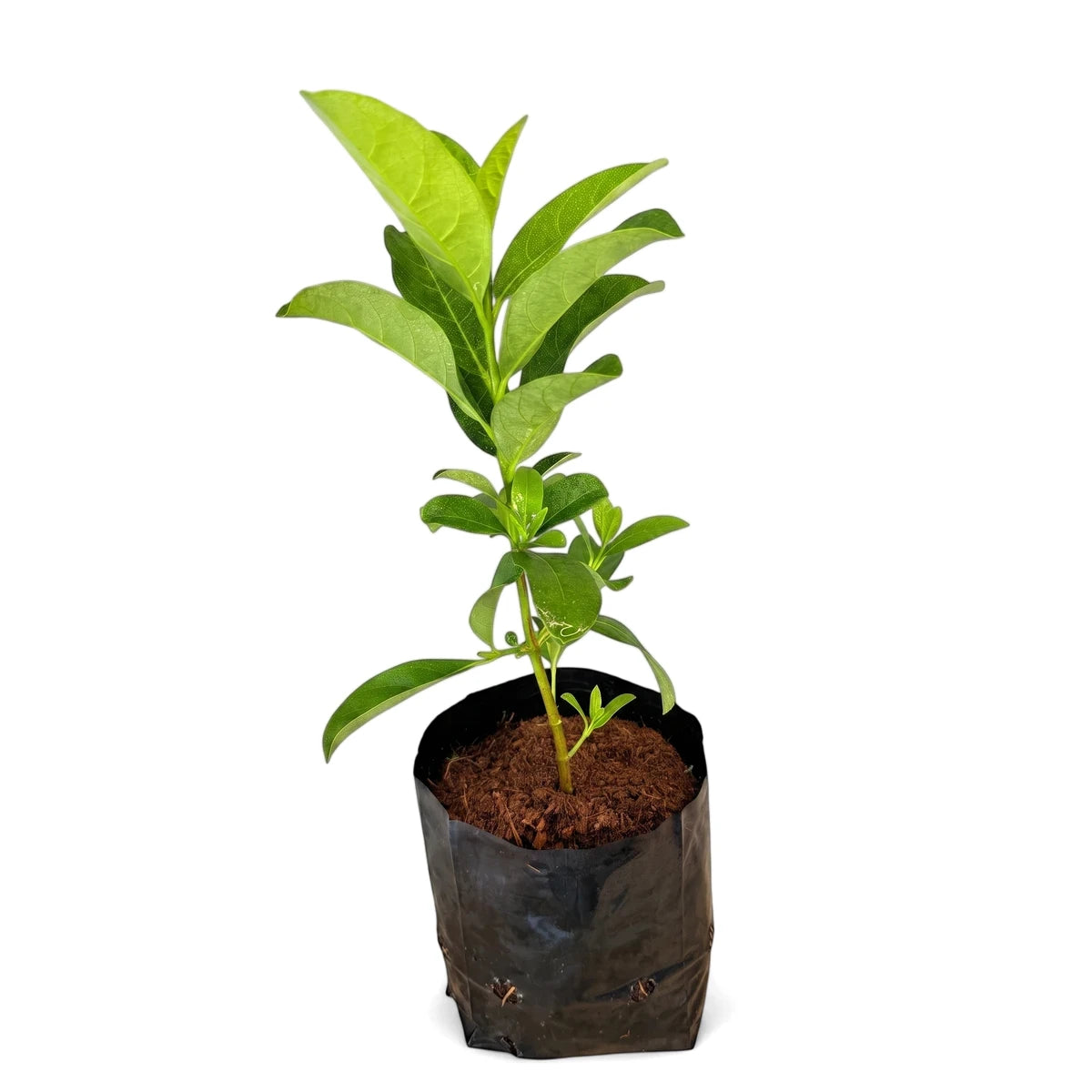 Viburnum Sinensis plant in a black plastic grow bag with vibrant green leaves and visible brown soil, ready for planting.