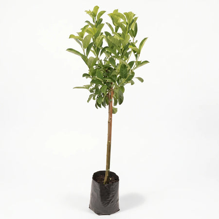 Viburnum Sinensis Standard plant, 10L, with green leaves and a brown stem, in a black grow bag, ready for planting.