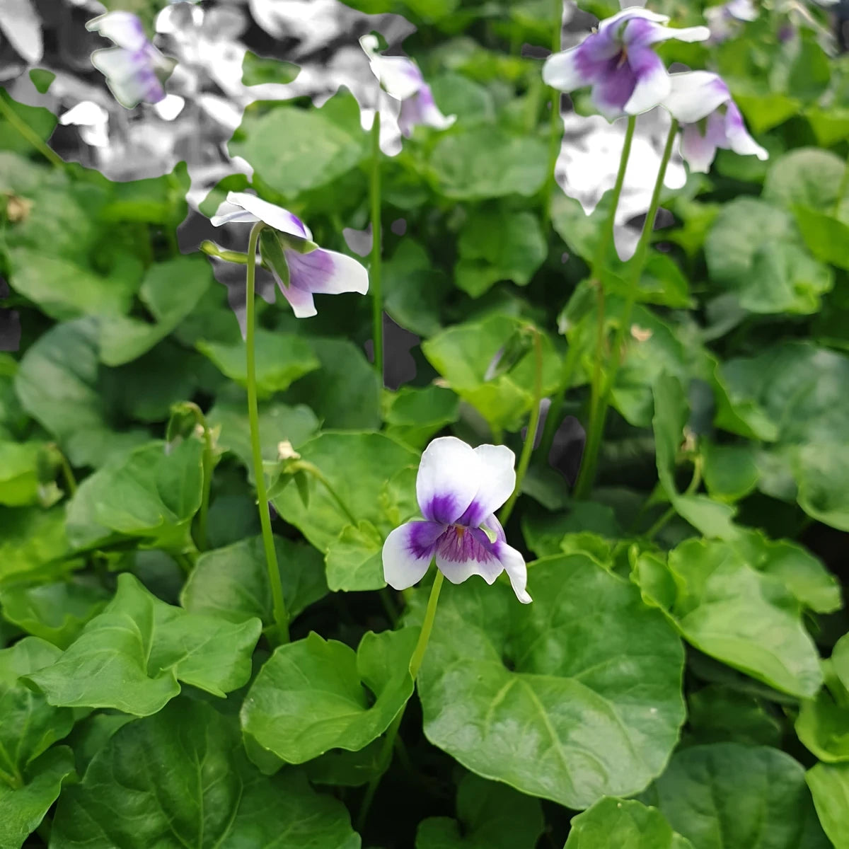 Close-up of vibrant Viola Hederacea Australian Violet flowers with white and purple petals amidst lush green foliage.