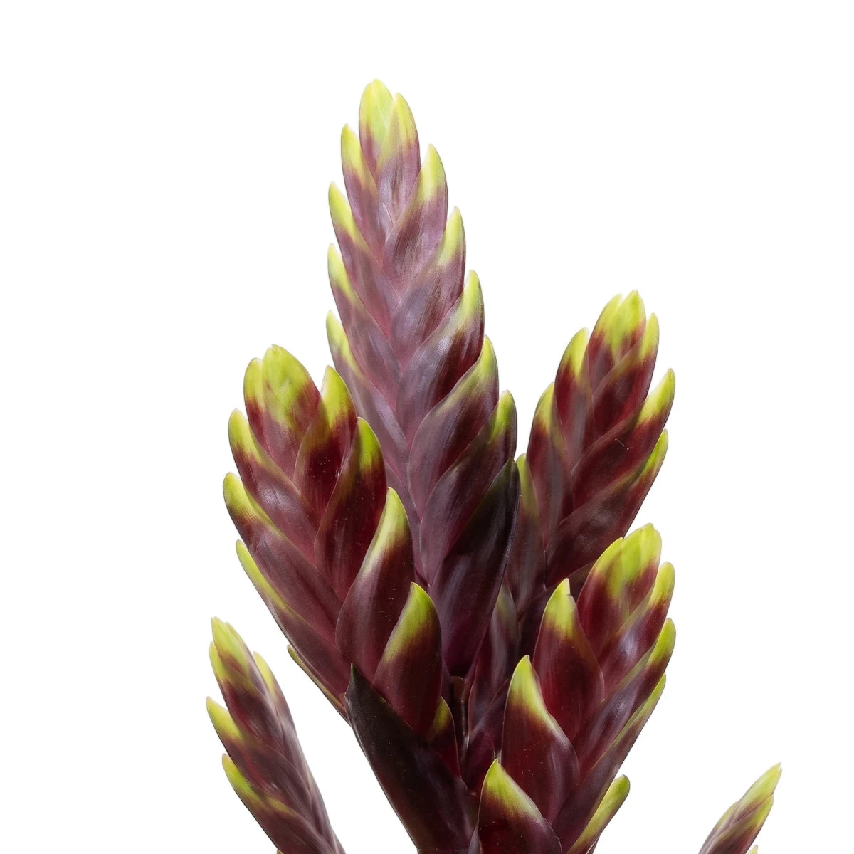 A close-up view of a vibrant Vriesea Bromeliad plant showing its distinctive reddish-purple and yellow-green inflorescence.
