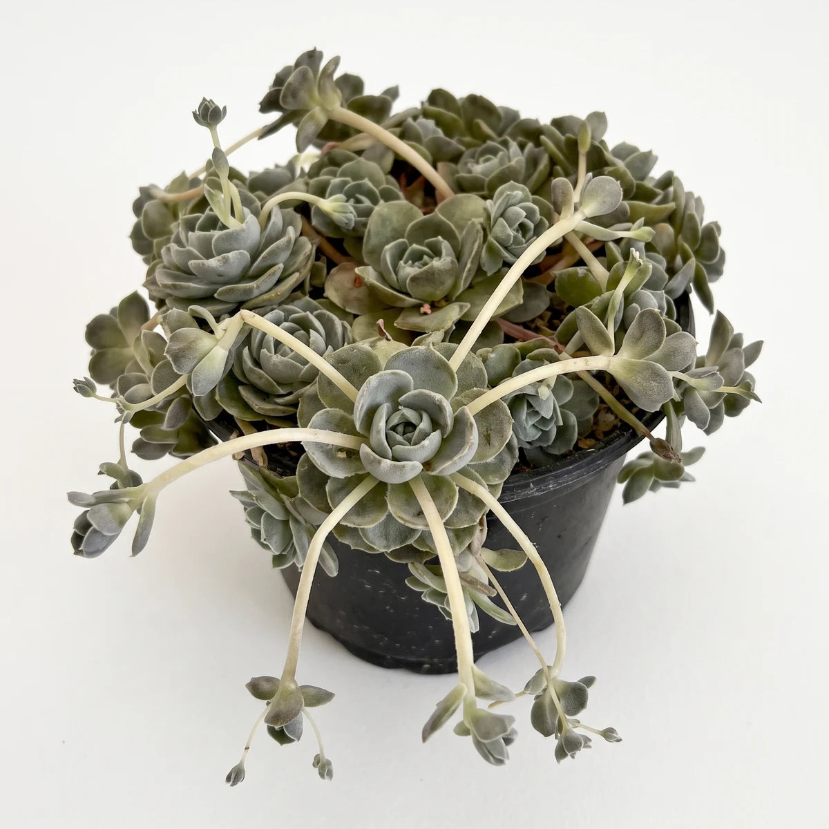 10cm Water Smart Cactus, a fuzzy grey-green succulent plant in a dark pot, with rosettes and trailing stems.