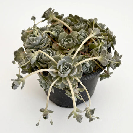 10cm Water Smart Cactus, a fuzzy grey-green succulent plant in a dark pot, with rosettes and trailing stems.