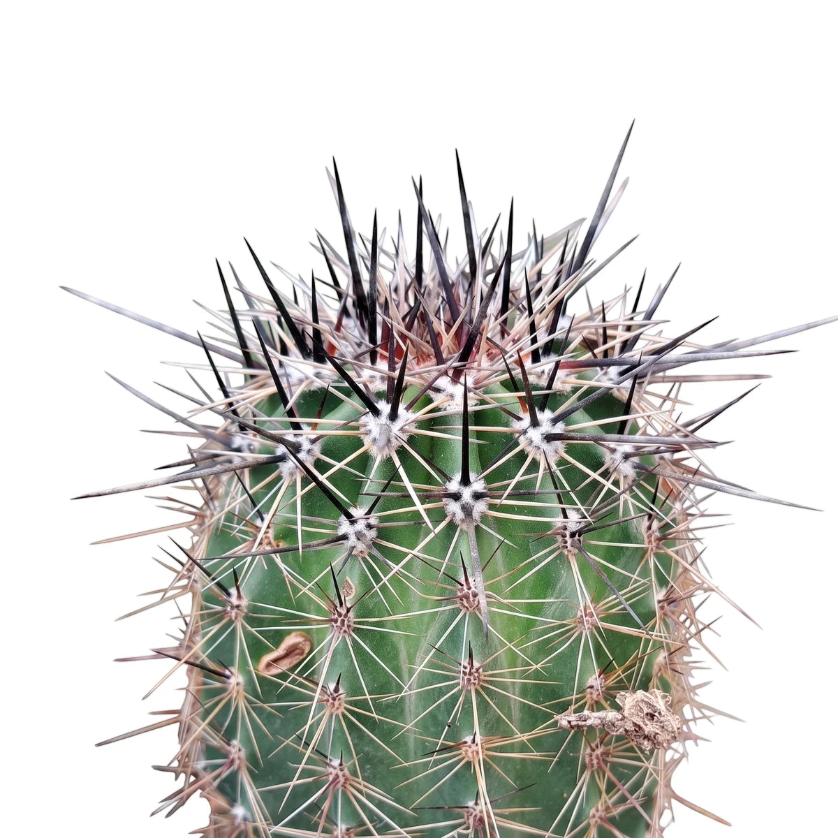 Water Smart Cactus (15cm) in pot, green column cactus with long black and white spines, close-up.
