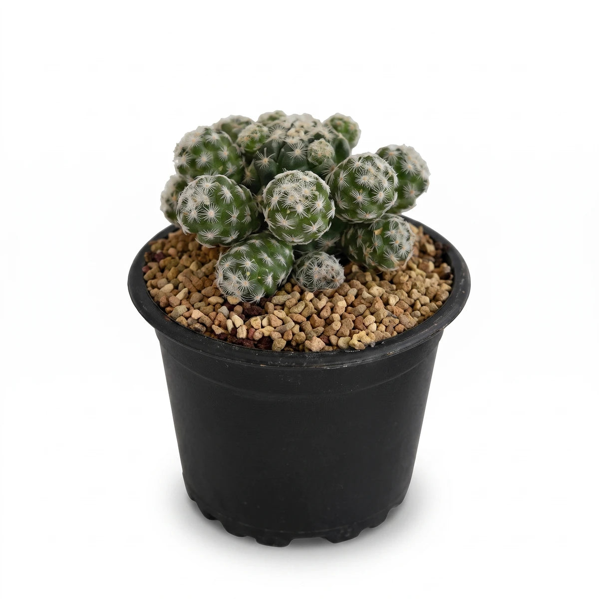 A green Water Smart Cactus (7.5cm) with white fluffy spines is potted in brown gravel in a black plastic pot.