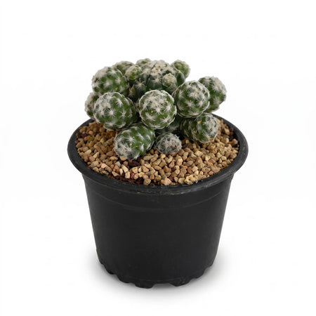 A green Water Smart Cactus (7.5cm) with white fluffy spines is potted in brown gravel in a black plastic pot.