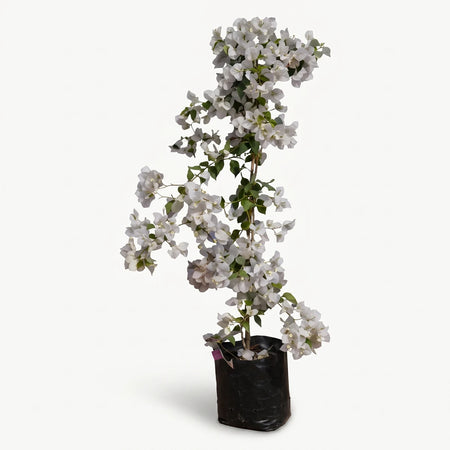 White bougainvillea bush with vibrant green leaves in a black plastic pot, showcasing its natural growth.