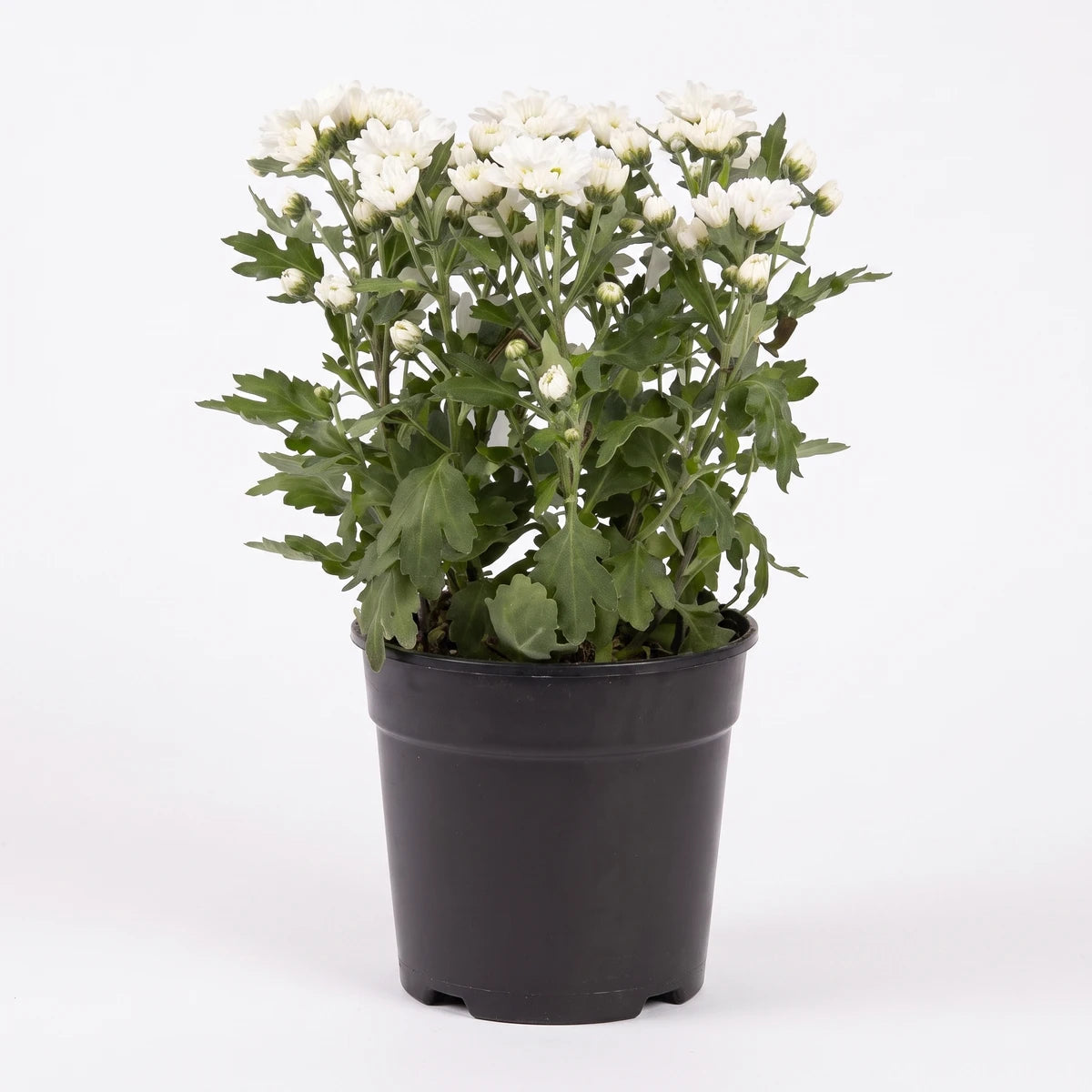 White chrysanthemum plant in a black plastic pot, featuring numerous small flowers and green leaves, viewed from the front.