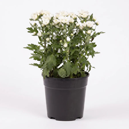 White chrysanthemum plant in a black plastic pot, featuring numerous small flowers and green leaves, viewed from the front.