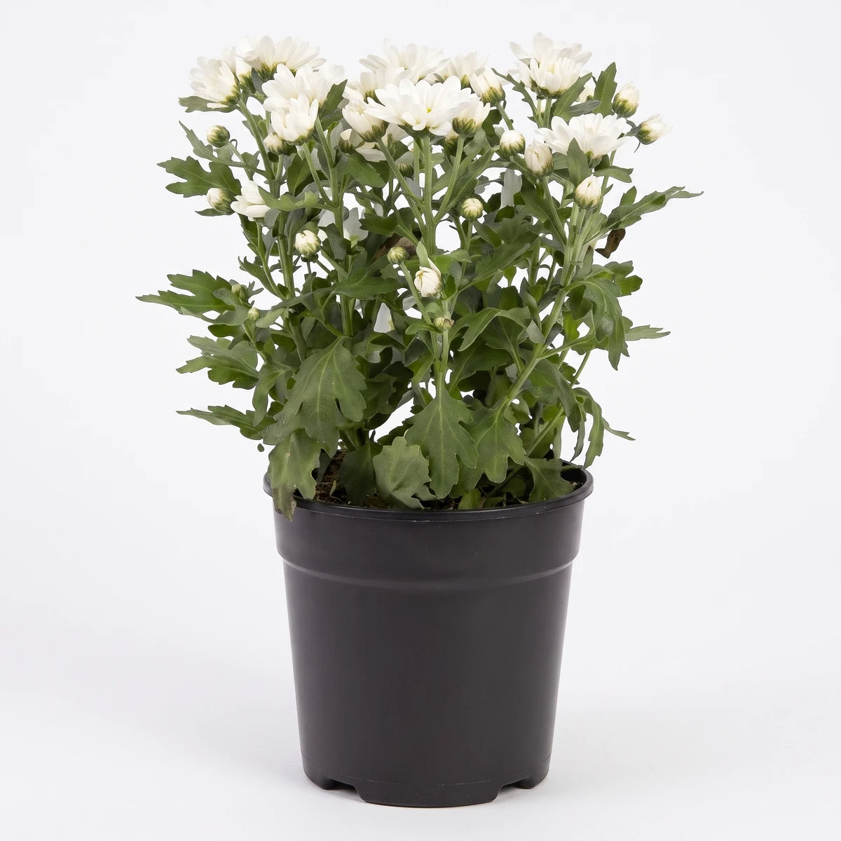 White chrysanthemum plant with vibrant green leaves in a black pot, suitable for indoor decoration, 14cm size.