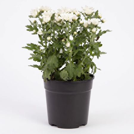 White chrysanthemum plant with vibrant green leaves in a black pot, suitable for indoor decoration, 14cm size.