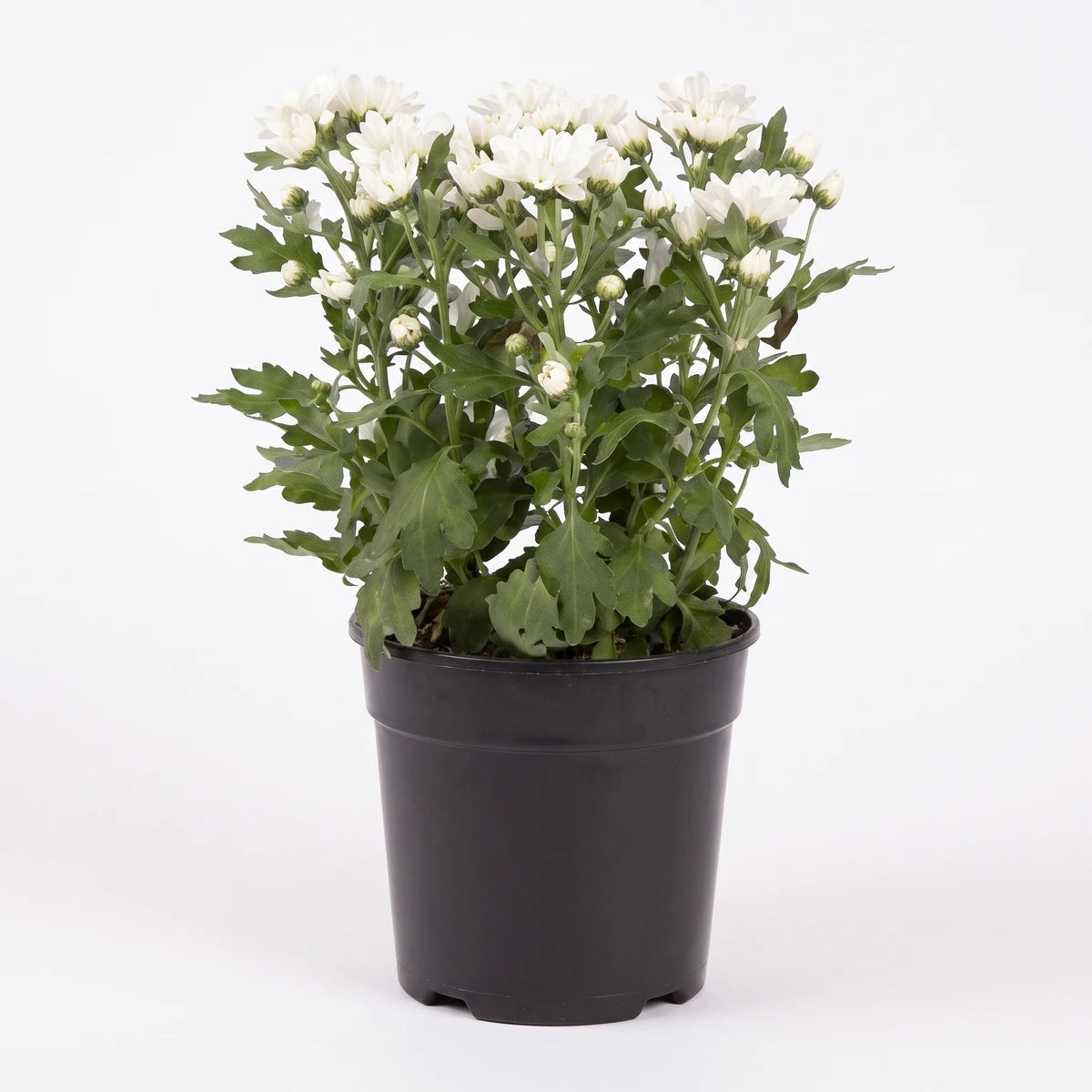 White chrysanthemum plant with green leaves and numerous white flowers, presented in a black pot cover.