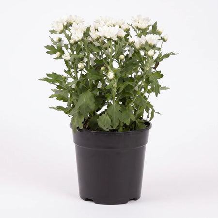 White chrysanthemum plant with green leaves and numerous white flowers, presented in a black pot cover.
