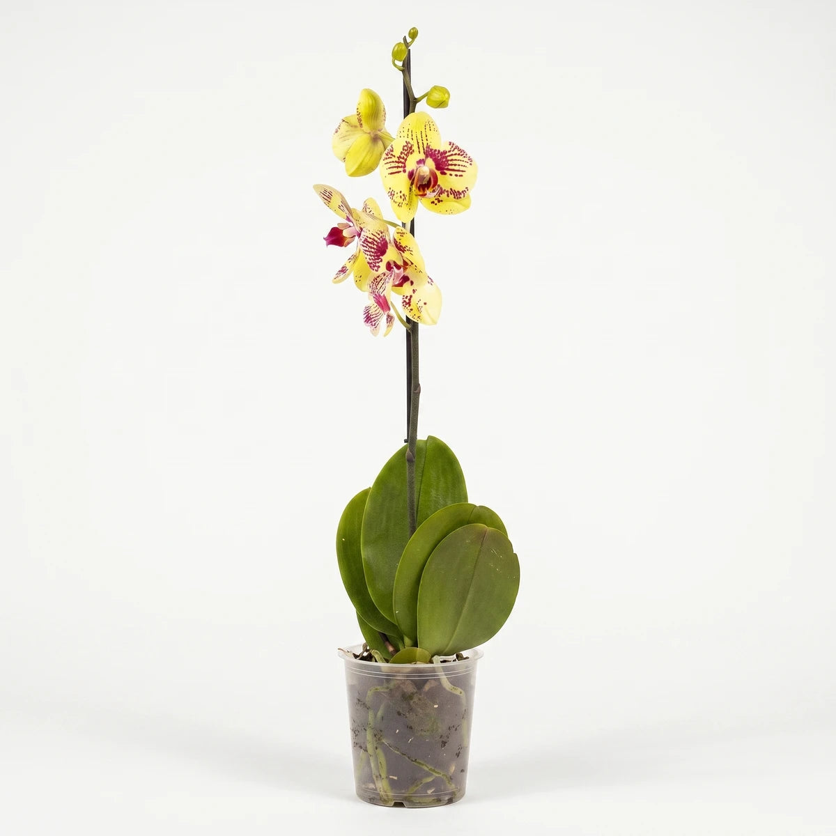 Vibrant yellow and red spotted Phalaenopsis orchid, a single stem with green leaves, presented in a clear pot.