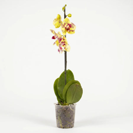 Vibrant yellow and red spotted Phalaenopsis orchid, a single stem with green leaves, presented in a clear pot.
