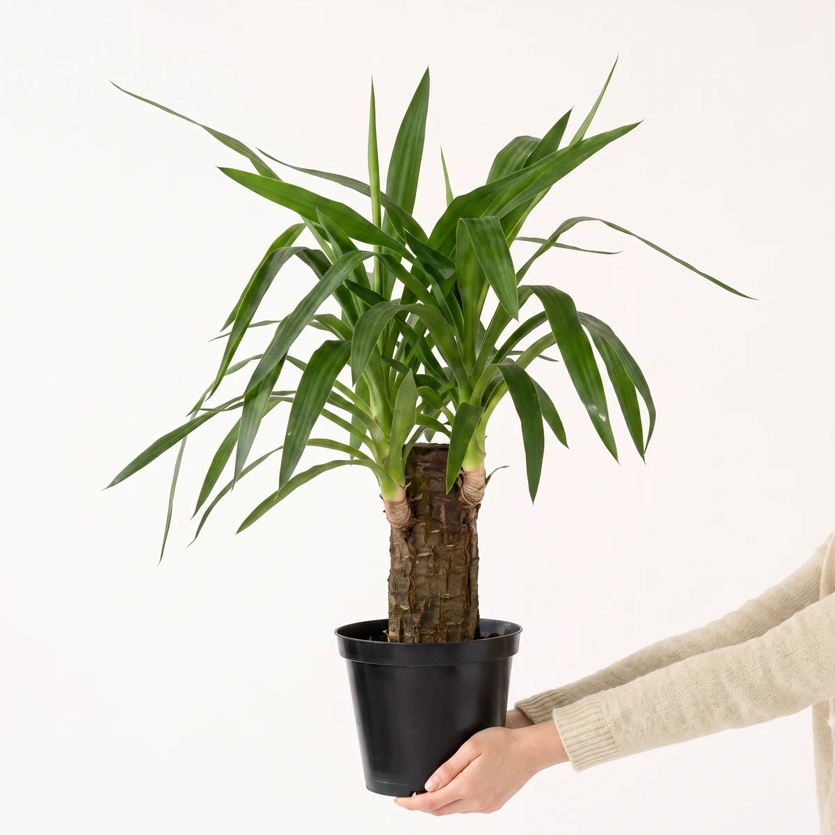 A green Yucca Cane plant in a black pot, held by hands against a light background. This potted plant features vibrant green