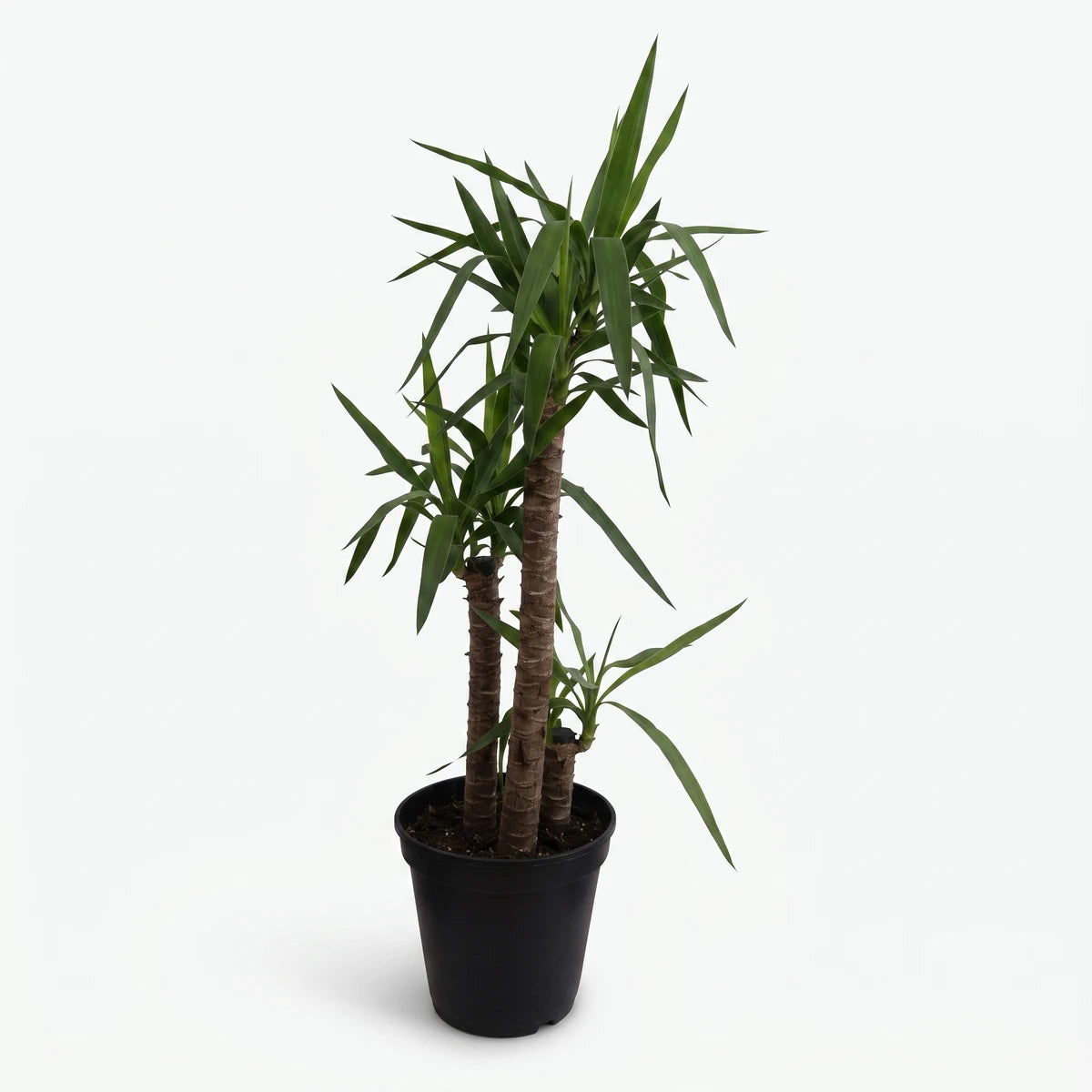 Yucca Cane - 3 Trunks (30cm) potted indoor plant with three woody stems and spiky green leaves in black pot