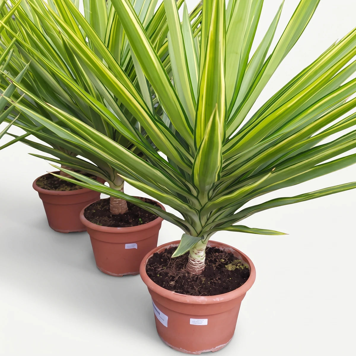 A potted Yucca Jewel plant with a single trunk, featuring vibrant green and yellow variegated leaves, displayed in a