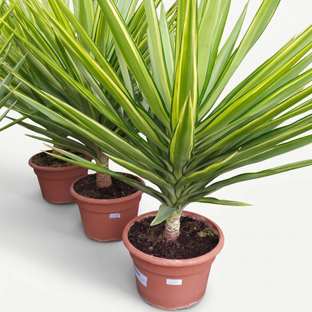 A potted Yucca Jewel plant with a single trunk, featuring vibrant green and yellow variegated leaves, displayed in a