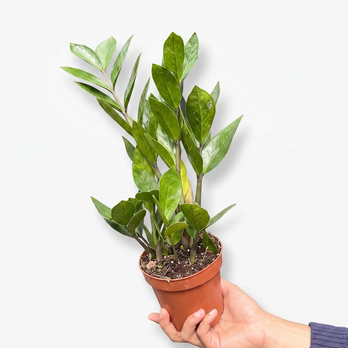 Zamioculcas Zamiifolia ZZ plant in a brown nursery pot, held by a hand against a blurry background.
