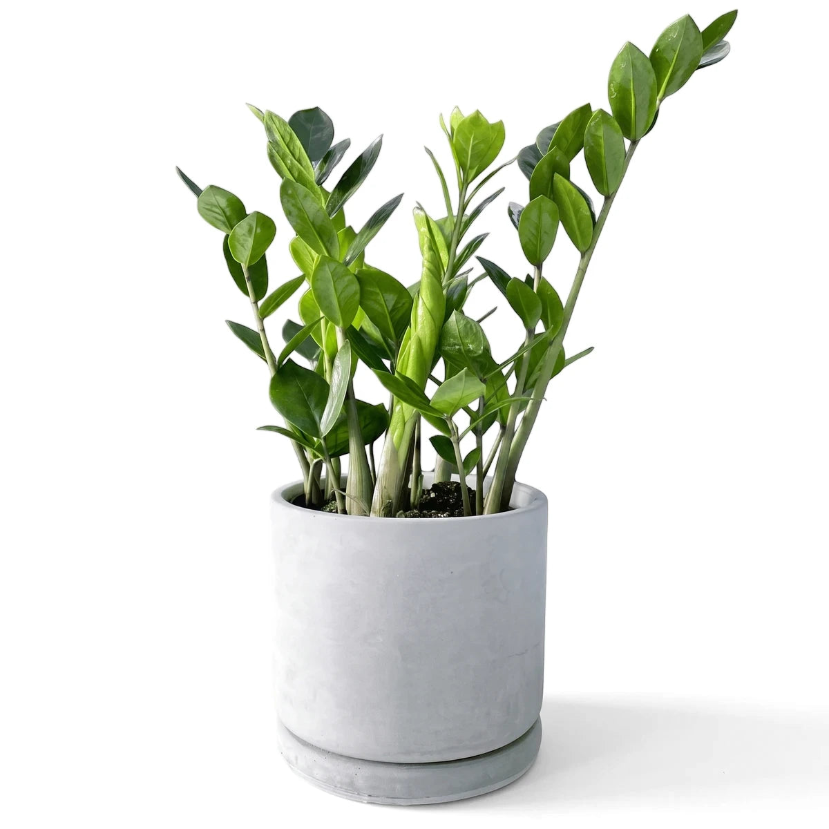Green Zamioculcas Zamiifolia ZZ plant in a round gray concrete pot with a matching saucer, displayed against a white brick