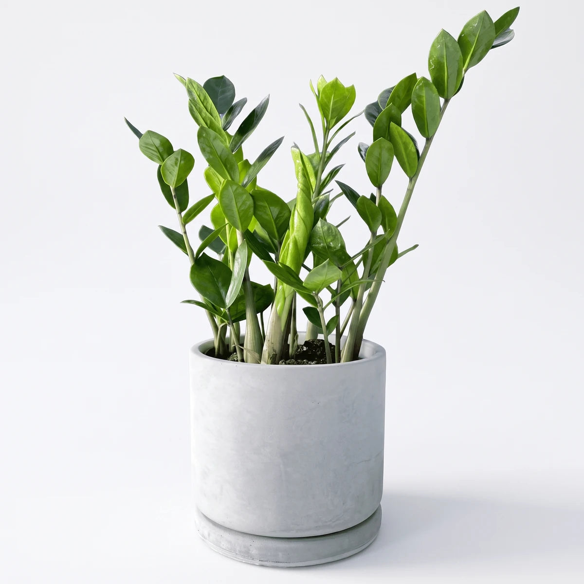 Vibrant green Zamioculcas Zamiifolia ZZ plant with glossy leaves in a modern grey cylindrical pot with saucer.