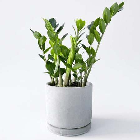 Vibrant green Zamioculcas Zamiifolia ZZ plant with glossy leaves in a modern grey cylindrical pot with saucer.