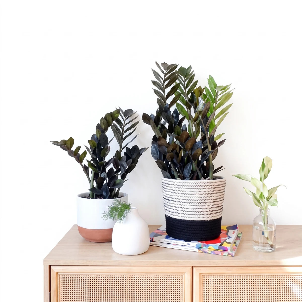 Two Zamioculcas Zamiifolia ZZ plants in white and black striped pot covers, displayed on a natural wood cabinet.