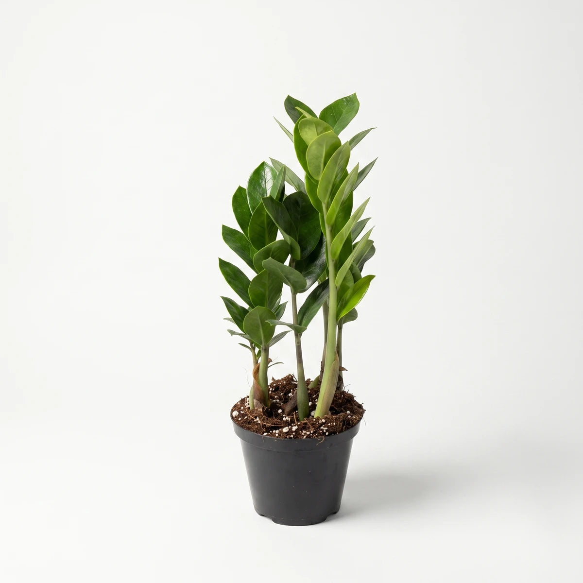Green Zamioculcas Zamiifolia ZZ plant in a black pot, showcasing its lush foliage and compact size for indoor decor.