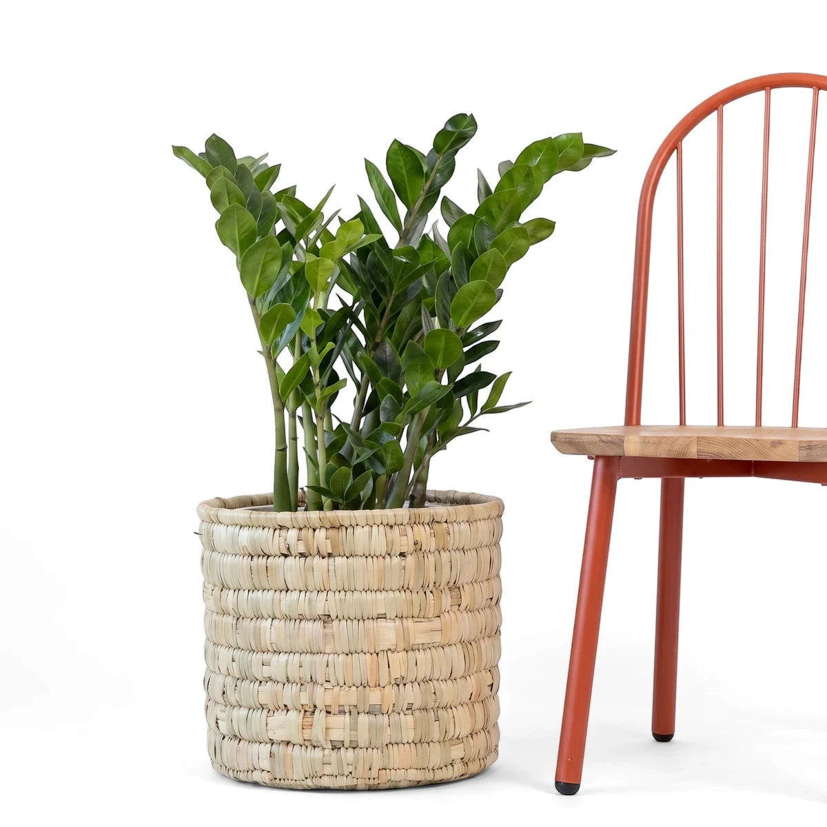 A vibrant green Zamioculcas Zamiifolia ZZ plant in a stylish woven pot, displayed as an indoor houseplant.