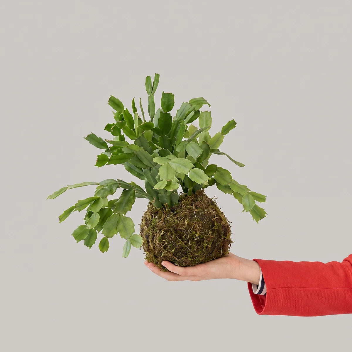 Zygocactus Christmas Cactus kokedama, vibrant green leaves in a moss ball, held by a hand.
