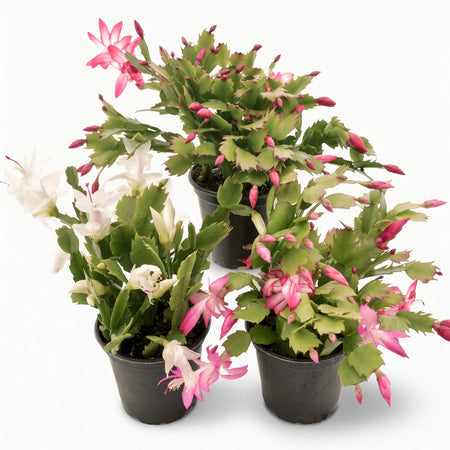 Three Zygocactus Christmas cacti in black pots, one with white flowers and two with pink, on a white background.